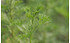 AllgäuStauden Spezi-Pflanze Artemisia procera (1)