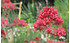 AllgäuStauden Spornblume Centranthus ruber 'Coccineus' (1)
