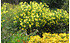 AllgäuStauden Stauden-Sonnenblume HelianthusMicrocephalus-Hybride 'Lemon Queen' (1)