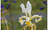 AllgäuStauden Steppen-Schwertlilie Iris orientalis 'Frigia' (1)
