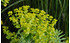 AllgäuStauden Steppen-Wolfsmilch Euphorbia seguieriana ssp. niciciana (1)