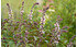 AllgäuStauden Strauch-Basilikum Ocimum kiliman. x bas. Purpurascens 'African Blue' (1)