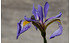 AllgäuStauden Sumpf-Schwertlilie Iris Versicolor-Hybride 'Gerald Darby' (1)