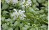 AllgäuStauden Taubnessel Lamium maculatum 'White Nancy' (1)
