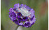 AllgäuStauden Tibet-Primel Primula capitata ssp. mooreana (1)