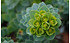 AllgäuStauden Walzen-Wolfsmilch Euphorbia myrsinites (1)