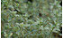 AllgäuStauden Weißbunter Gewürz-Thymian Thymus vulgaris 'Silverposie' (1)
