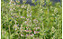 AllgäuStauden Weiße Melisse Nepeta cataria ssp. citriodora (1)