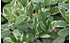 AllgäuStauden Weißrand-Gewürz-Salbei Salvia officinalis 'Creme de la Creme' (1)