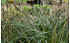AllgäuStauden Weißrand-Japan-Segge Carex morrowii 'Variegata' (1)