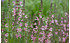 AllgäuStauden Wiesen-Salbei Salvia pratensis'Rose Rhapsody' (1)