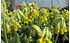 AllgäuStauden Wiesen-Schlüsselblume Primula veris (1)