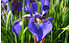 AllgäuStauden Wiesen-Schwertlilie Iris sibirica 'Caesar's Brother' (1)
