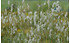 AllgäuStauden Wiesenknopf Sanguisorba tenuifolia var. alba 'Albiflora' (1)