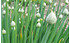 AllgäuStauden Winterheckenzwiebel Allium fistulosum (1)