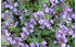 AllgäuStauden Wolliger Teppich-Thymian Thymus praecox var. pseudolanuginosus (1)