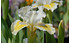 AllgäuStauden Zwerg-Bart-Iris Iris barbata-nana 'Captive Sun' (1)