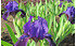 AllgäuStauden Zwerg-Bart-Iris Iris barbata-nana 'Little Shadow' (1)