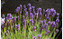 AllgäuStauden Zwerg-Lavendel Lavandula angustifolia 'Peter Pan' (1)