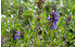 AllgäuStauden Zwerg-Ysop Hyssopus officinalis ssp. aristatus (1)
