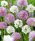 Allium-Mix "Beautiful Rosy",10Zwiebeln (1)