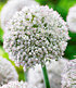Allium "White Cloud",3 Zwiebeln (1)