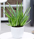 Aloe Vera, 1 Pflanze (1)