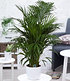 Areca Palme ca 100 cm hoch,1 Pflanze (1)