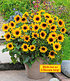 Balkon-Sonnenblume SunBelievable®, 1 Pflanze (1)