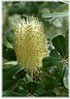 Banksie Banksia serrata (1)