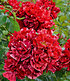 Beet-Rose "La reine de la nuit®",1 Pflanze (1)