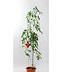 bellissa Tomatensäule 120 cm, 1 Stück (1)