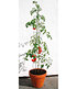 bellissa Tomatenturm 120 cm,1 Stück (1)