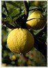 Bergamotte Citrus bergamia (1)