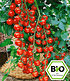 BIO-Cherrytomate 'Pepe' F1,2 Pflanzen BIO-Tomatenpflanze (1)
