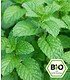 BIO-Erdbeer-Minze 1 Pflanze Mentha (1)