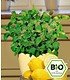 BIO-Limonaden-Minze 1 PflanzeAgastache mexicana (1)