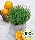 BIO-Orangen-Thymian 1 PflanzeThymus (1)