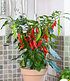 BIO Roter Zwerg-Chili 1 Pflanze Capsicum (1)