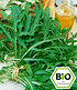 BIO-Rucola, Rauke,1 Pflanze Eruca sativa Rukolapflanze (1)