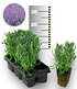 Blauer Duft-Lavendel 25 Stk.,25 Pflanzen (1)