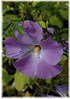 Blauer Hibiscus Alyogyne huegelii (1)