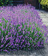 Blauer Lavendel,3 Pflanzen (1)