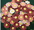 Blumenset 10 Keramikblumen Herbst (1)