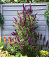 Buddleia "Straight UP - Butterfly Tower",1 Pflanze (1)