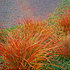 Carex "Bronze Reflection",3 Pflanzen (1)