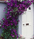 Clematis "The President®",1 Pflanze (1)