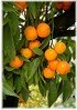 Clementine Citrus clementina (1)