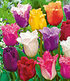 Crispa-Tulpen "Spring Blend",10 Zwiebeln (1)