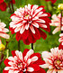Dahlie "Pacific Red White",2 Knollen (1)